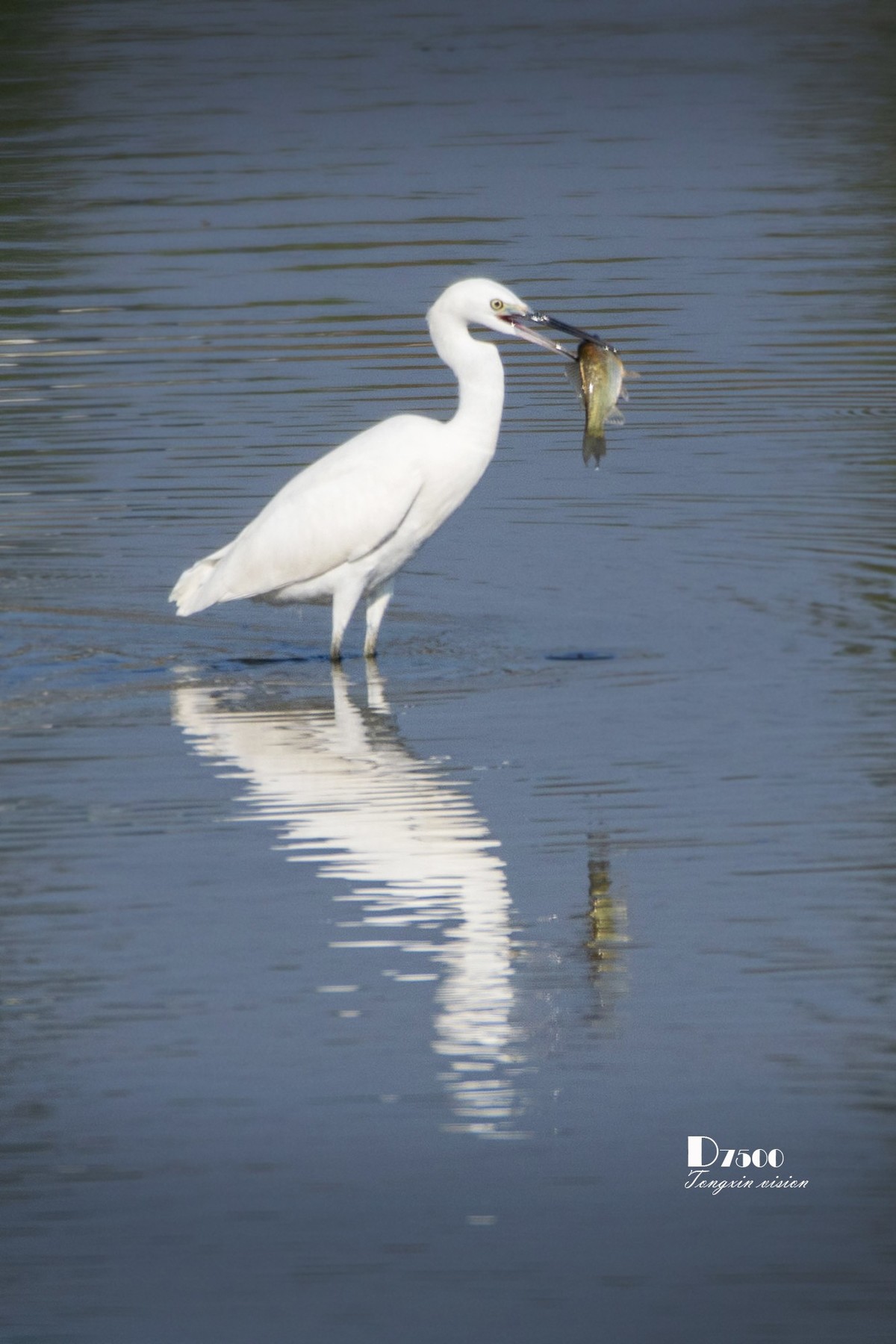 阜新白鹭洲（48）