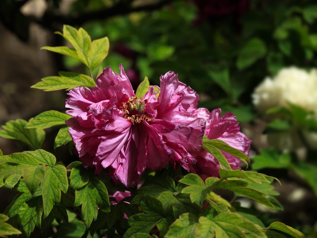 2023-65 一组牡丹花-中关村在线摄影论坛