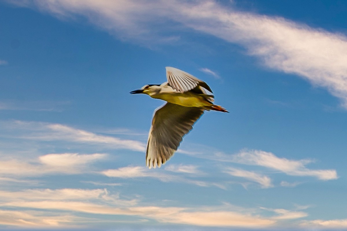 蓝天与飞鸟（只为冷清的坛子出点力）
