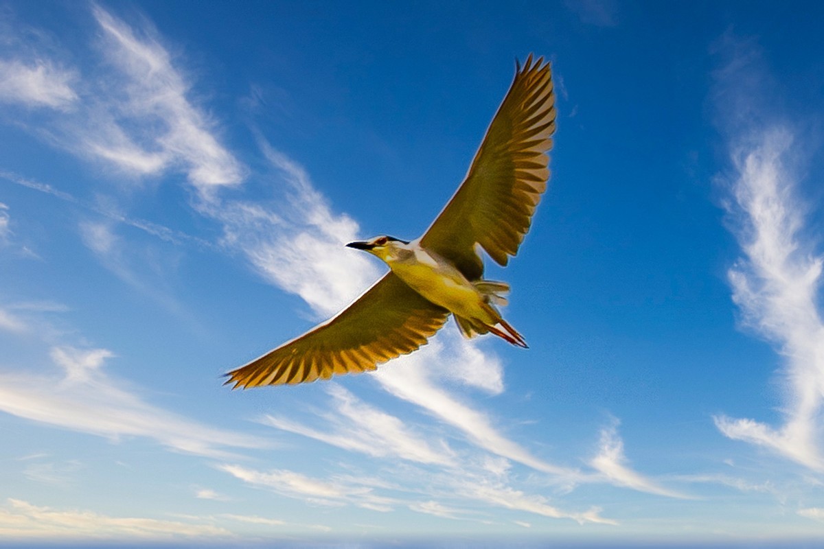 蓝天与飞鸟（只为冷清的坛子出点力）
