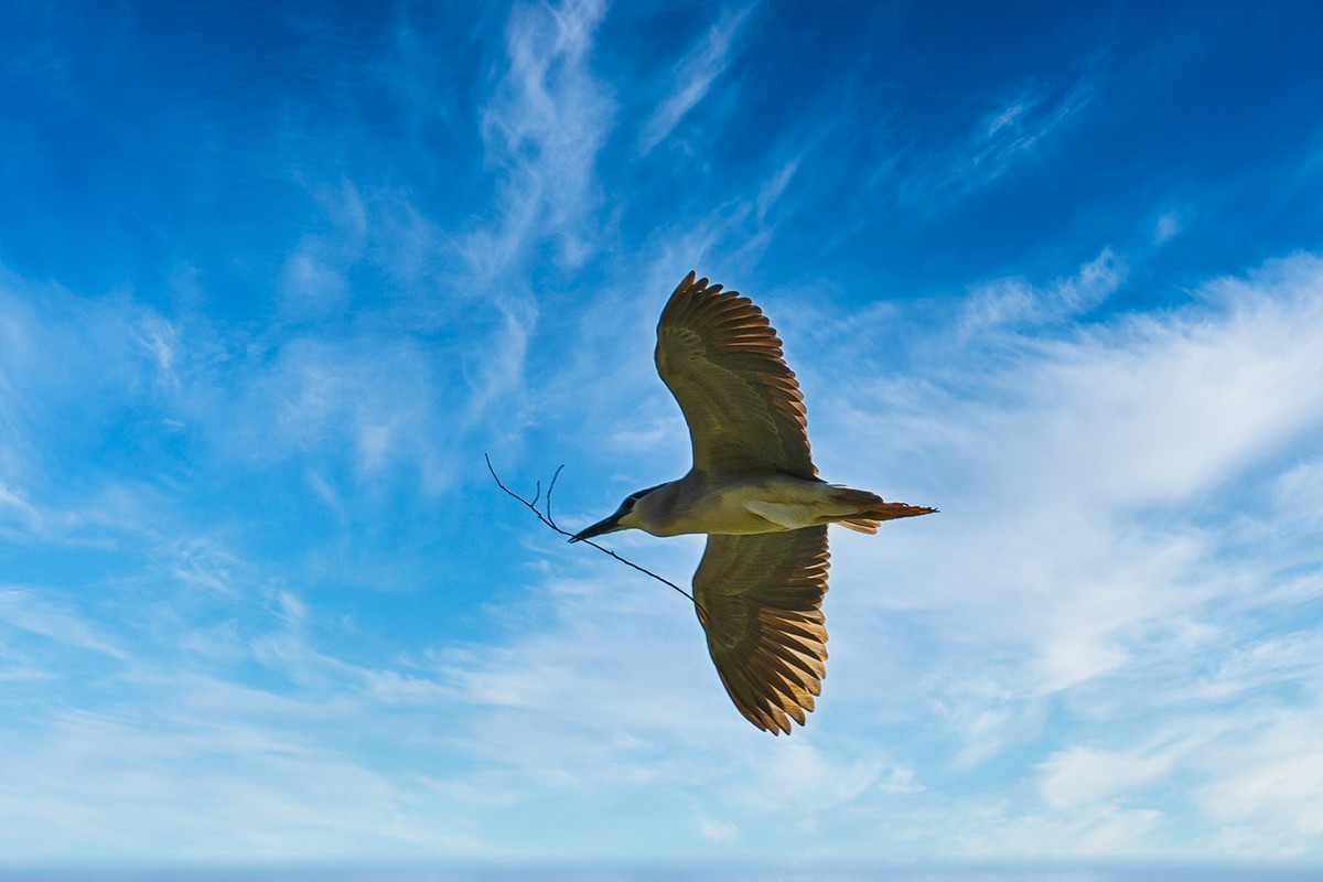 蓝天与飞鸟（只为冷清的坛子出点力）