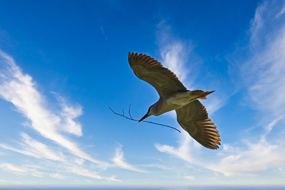 蓝天与飞鸟（只为冷清的坛子出点力）