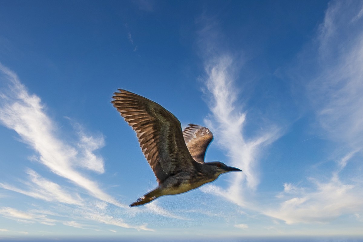 蓝天与飞鸟（只为冷清的坛子出点力）