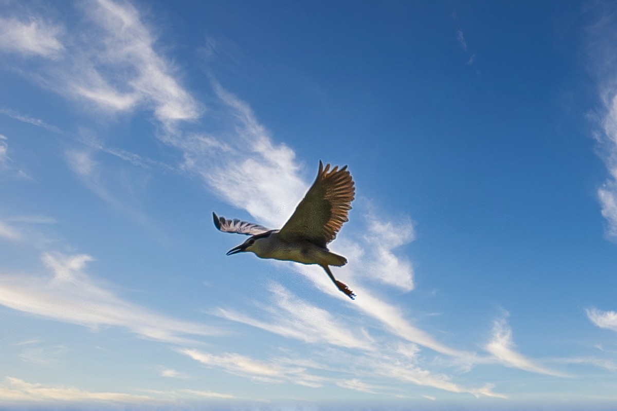 蓝天与飞鸟（只为冷清的坛子出点力）