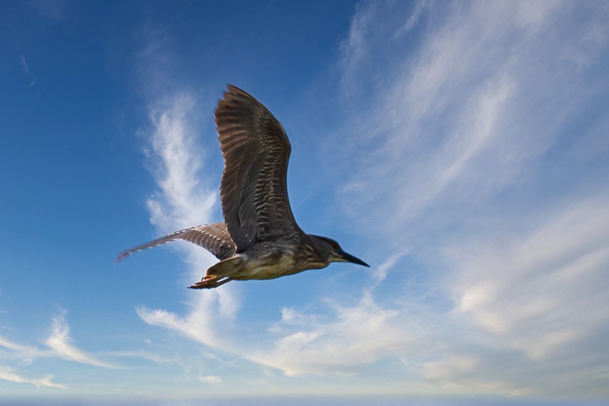 蓝天与飞鸟（只为冷清的坛子出点力）