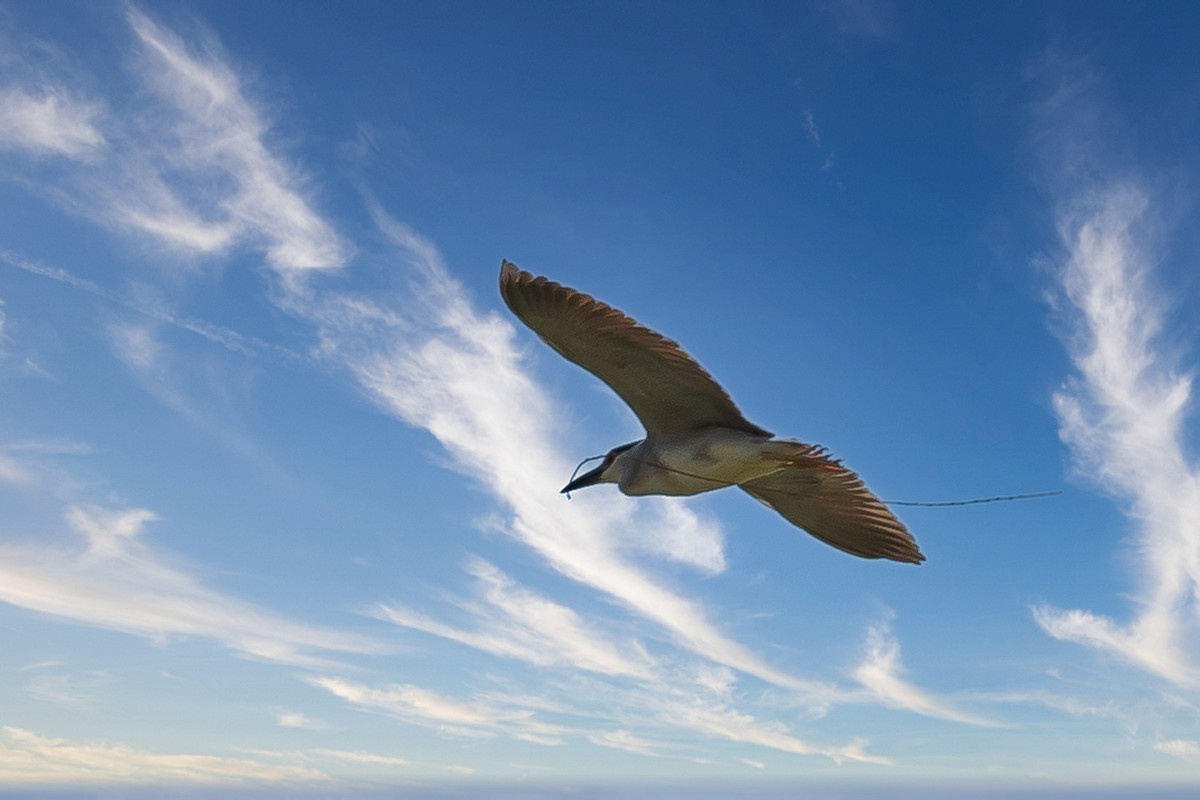 蓝天与飞鸟（只为冷清的坛子出点力）