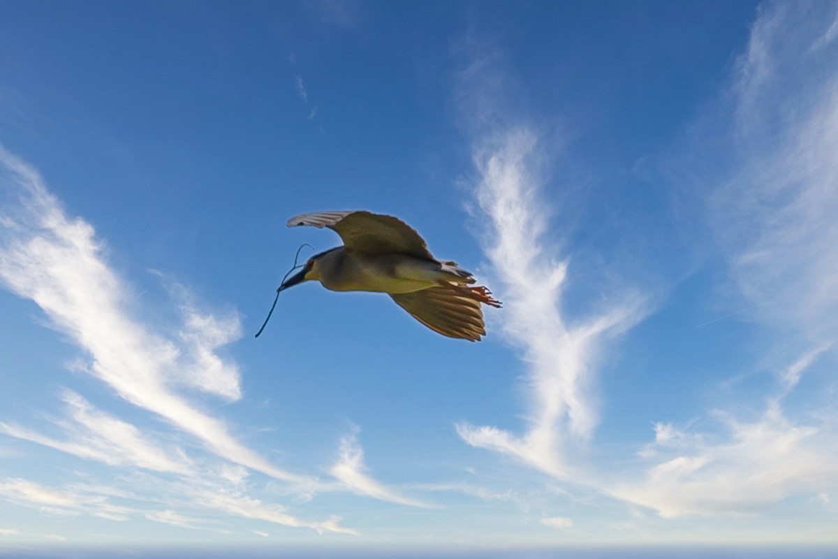 蓝天与飞鸟（只为冷清的坛子出点力）