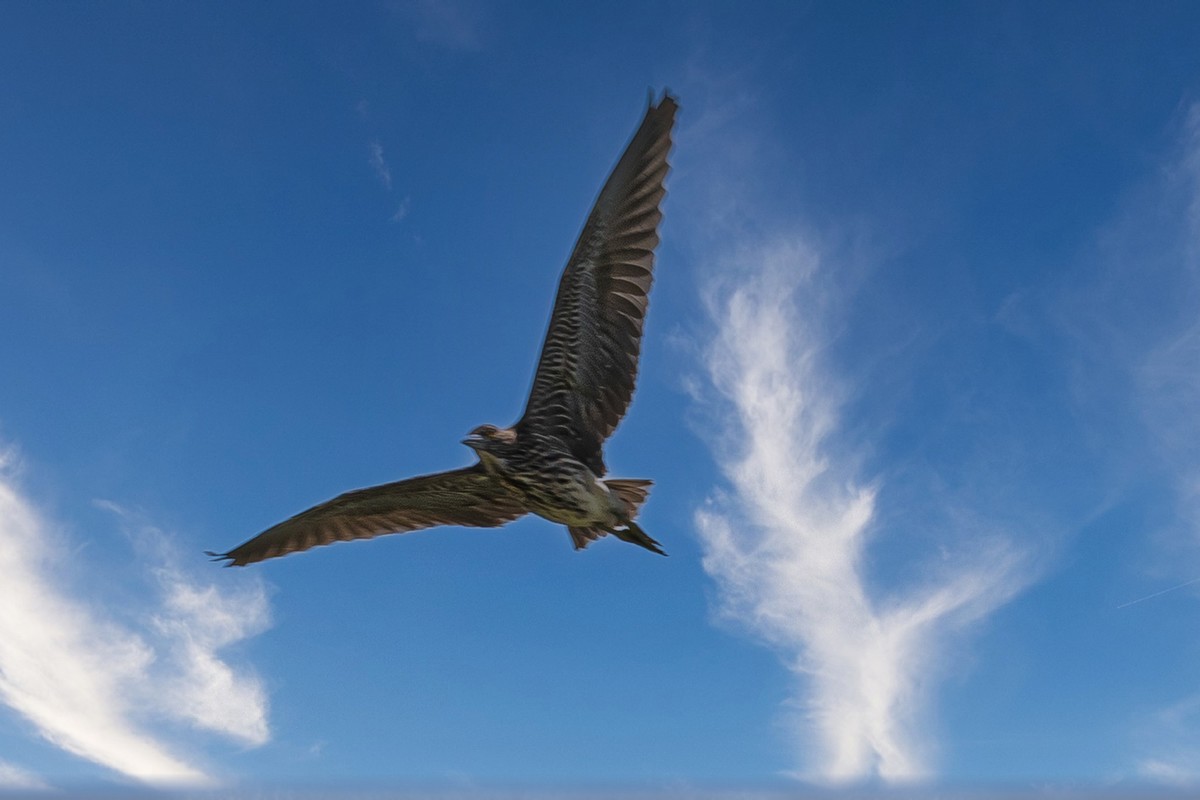 蓝天与飞鸟（只为冷清的坛子出点力）