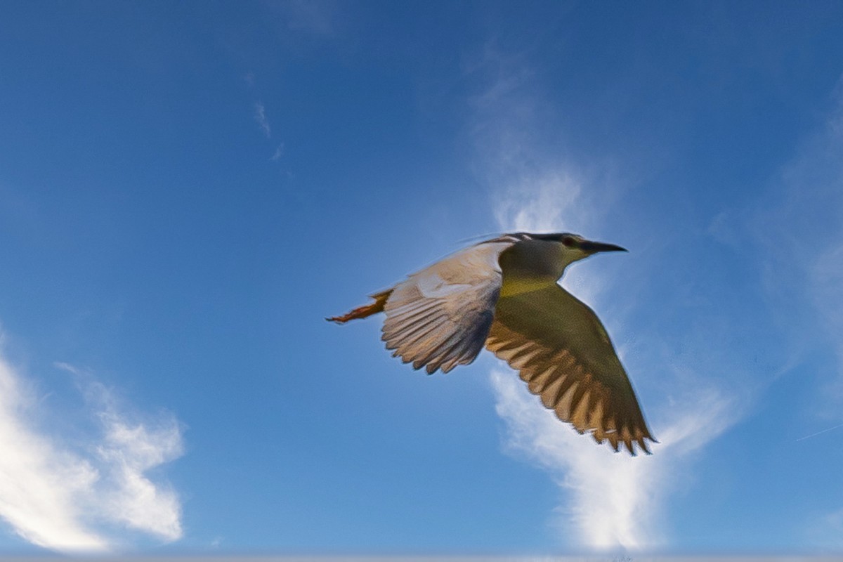 蓝天与飞鸟（只为冷清的坛子出点力）