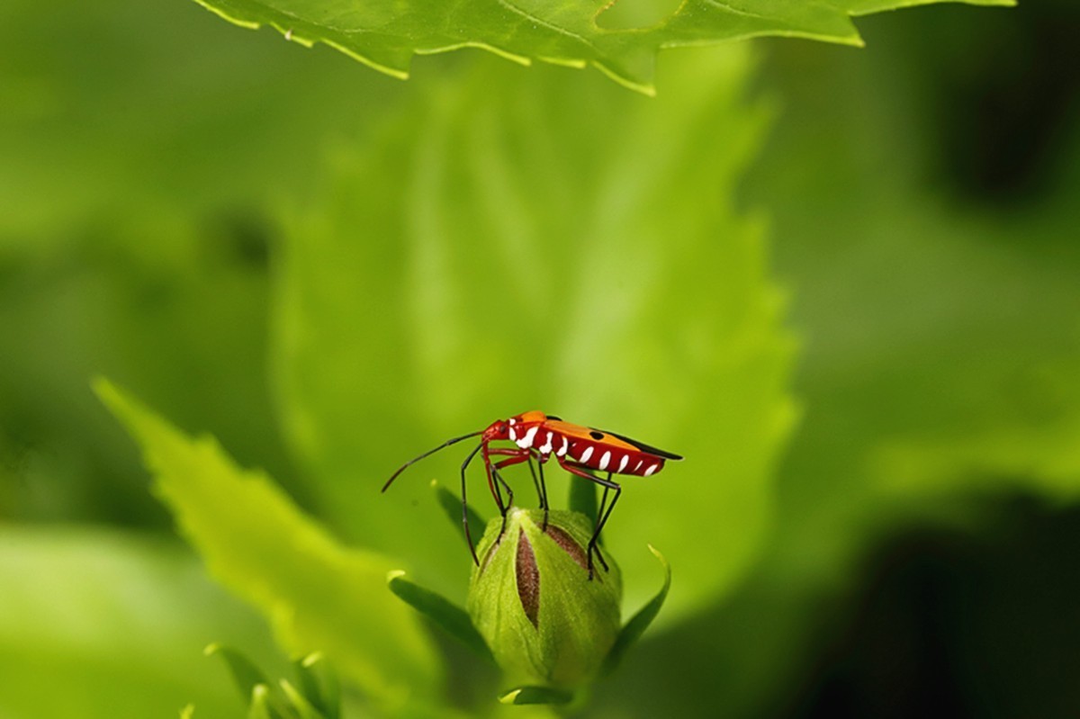 虫趣:活跃朱槿绿叶的棉红蝽.