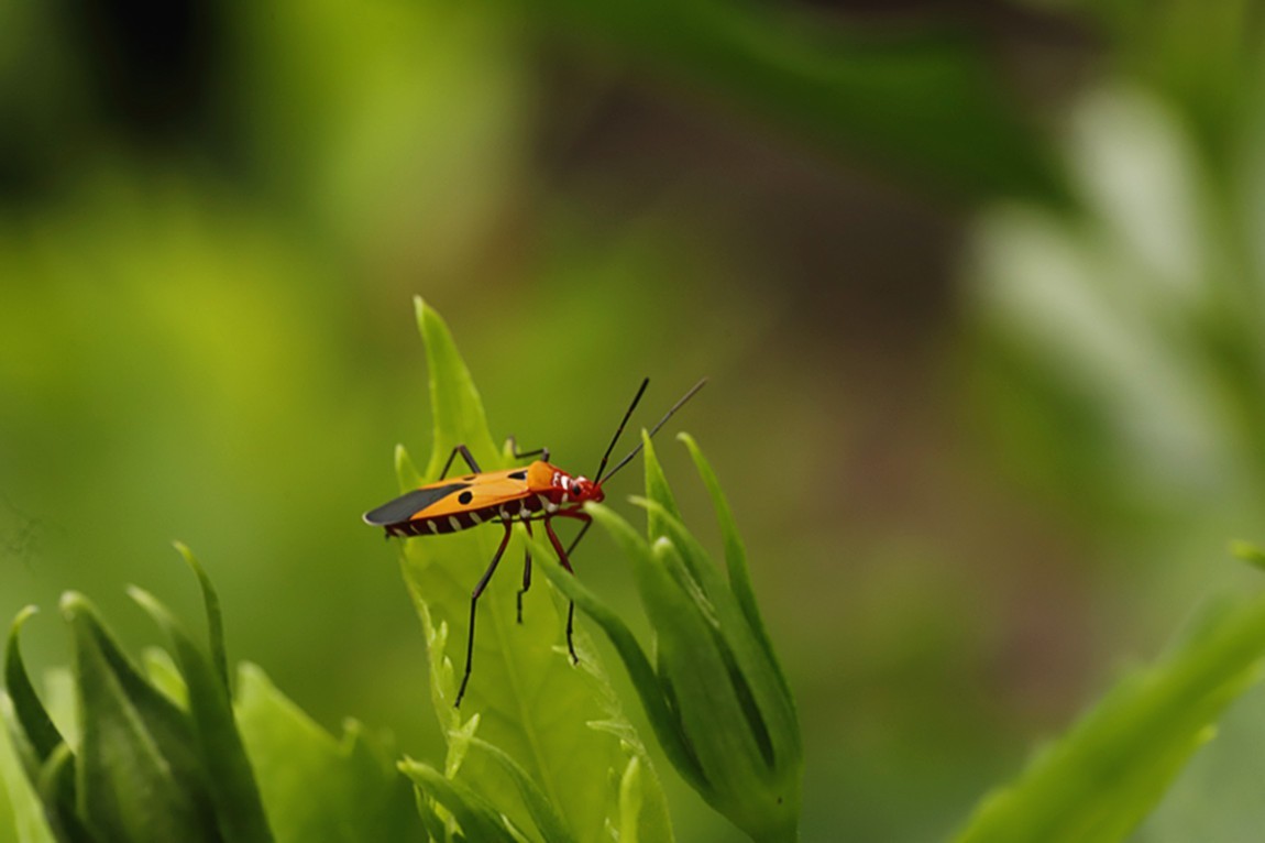 虫趣:活跃朱槿绿叶的棉红蝽.