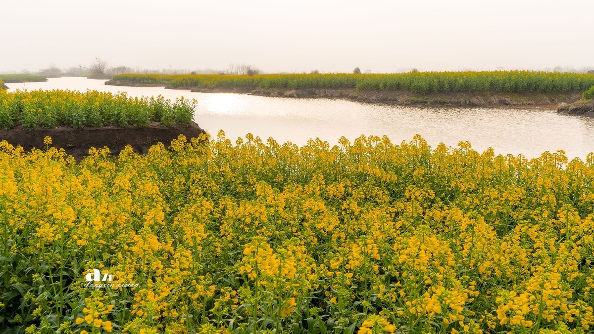 三月下江南——兴化千垛花海（7）
