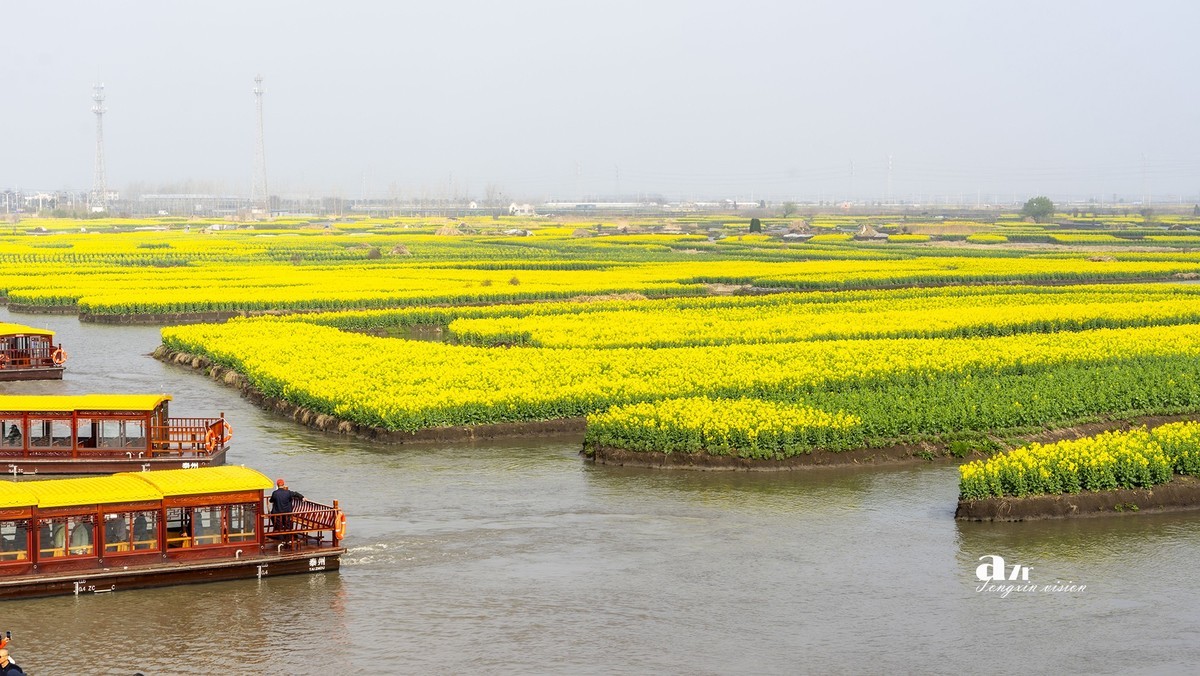 三月下江南——兴化千垛花海（7）