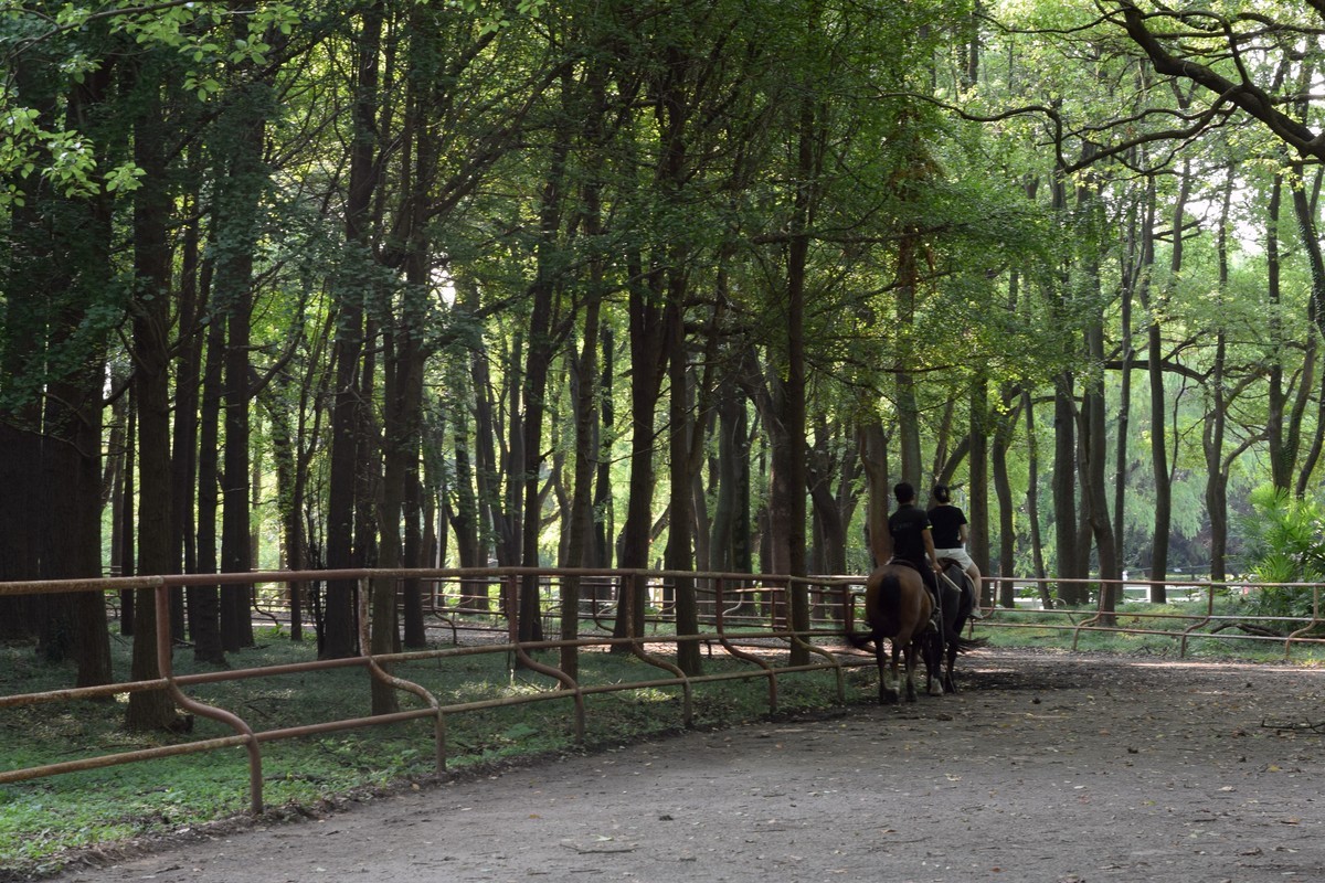 夏日森林氧吧 续三