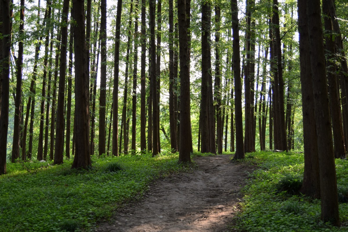 夏日森林氧吧 续三