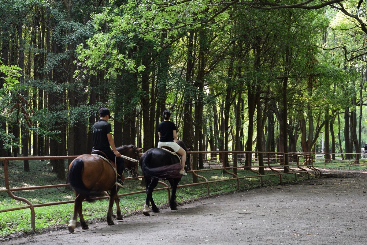 夏日森林氧吧 续三