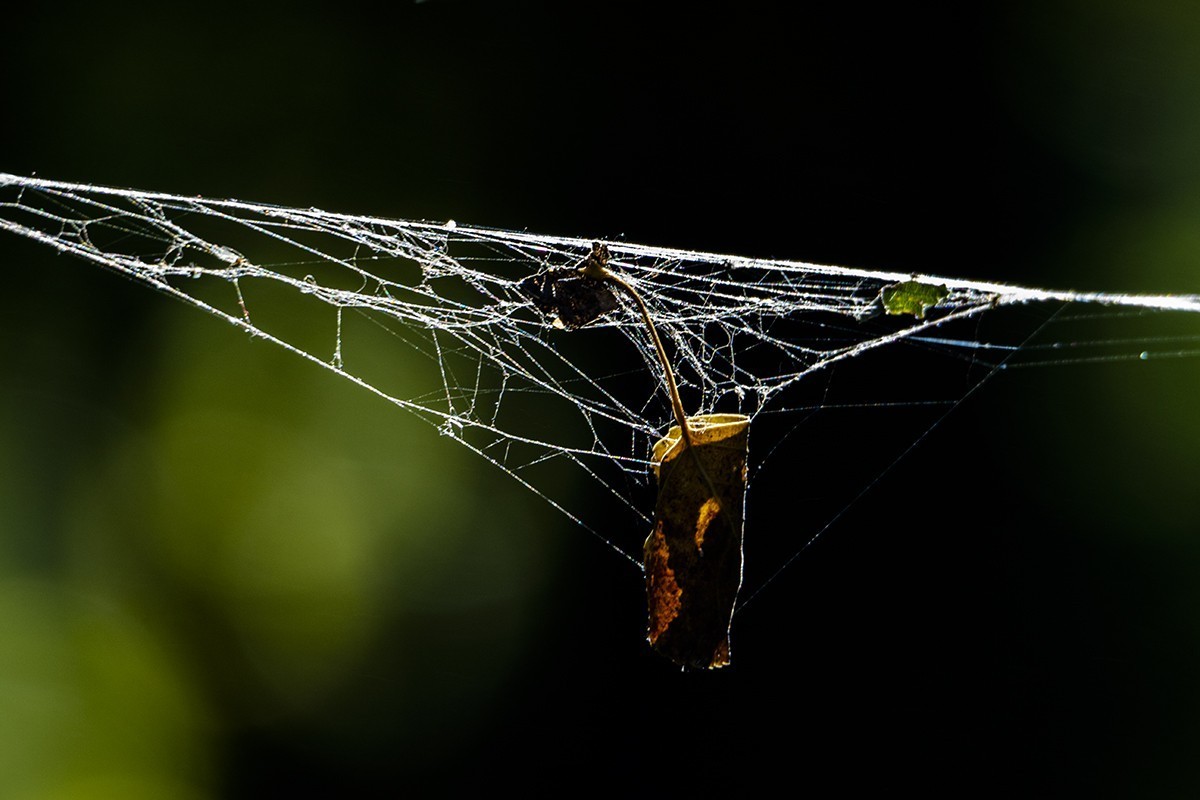 一片寒凉一片苍，清秋散去染秋霜。