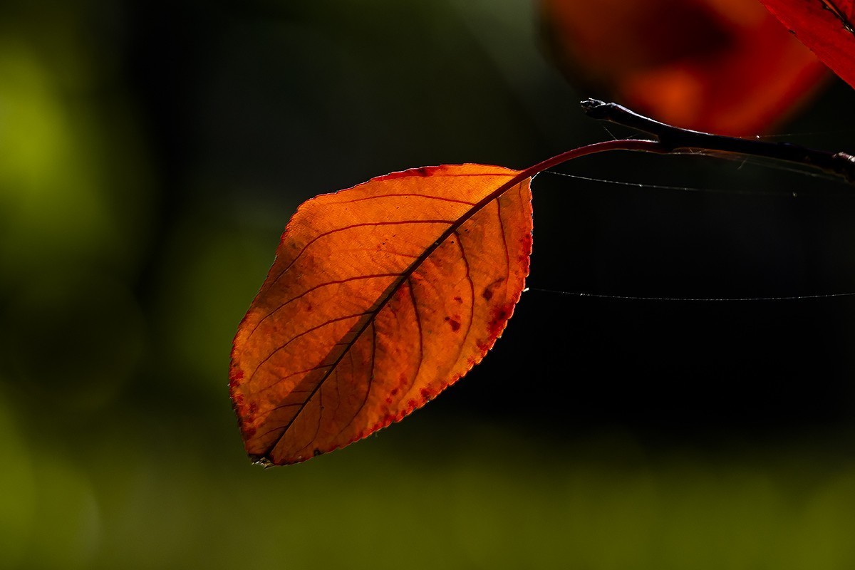 一片寒凉一片苍，清秋散去染秋霜。