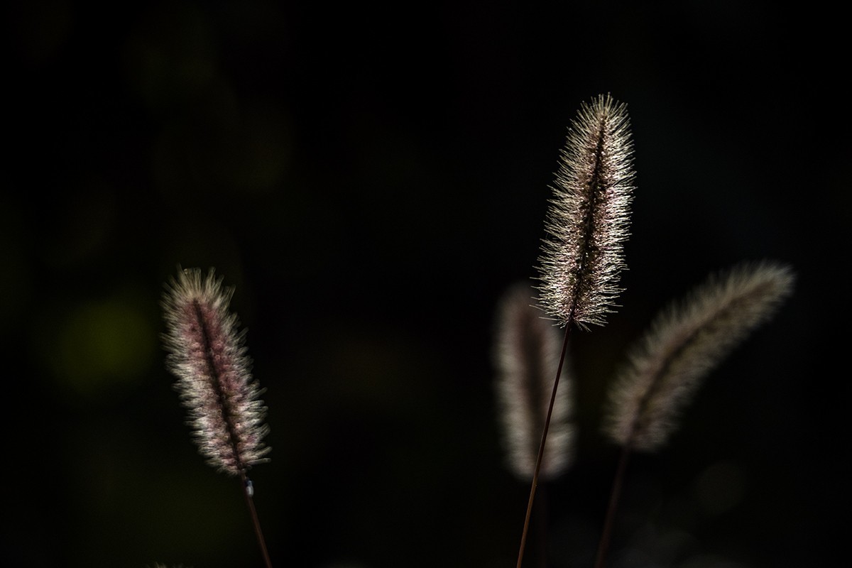 一片寒凉一片苍，清秋散去染秋霜。