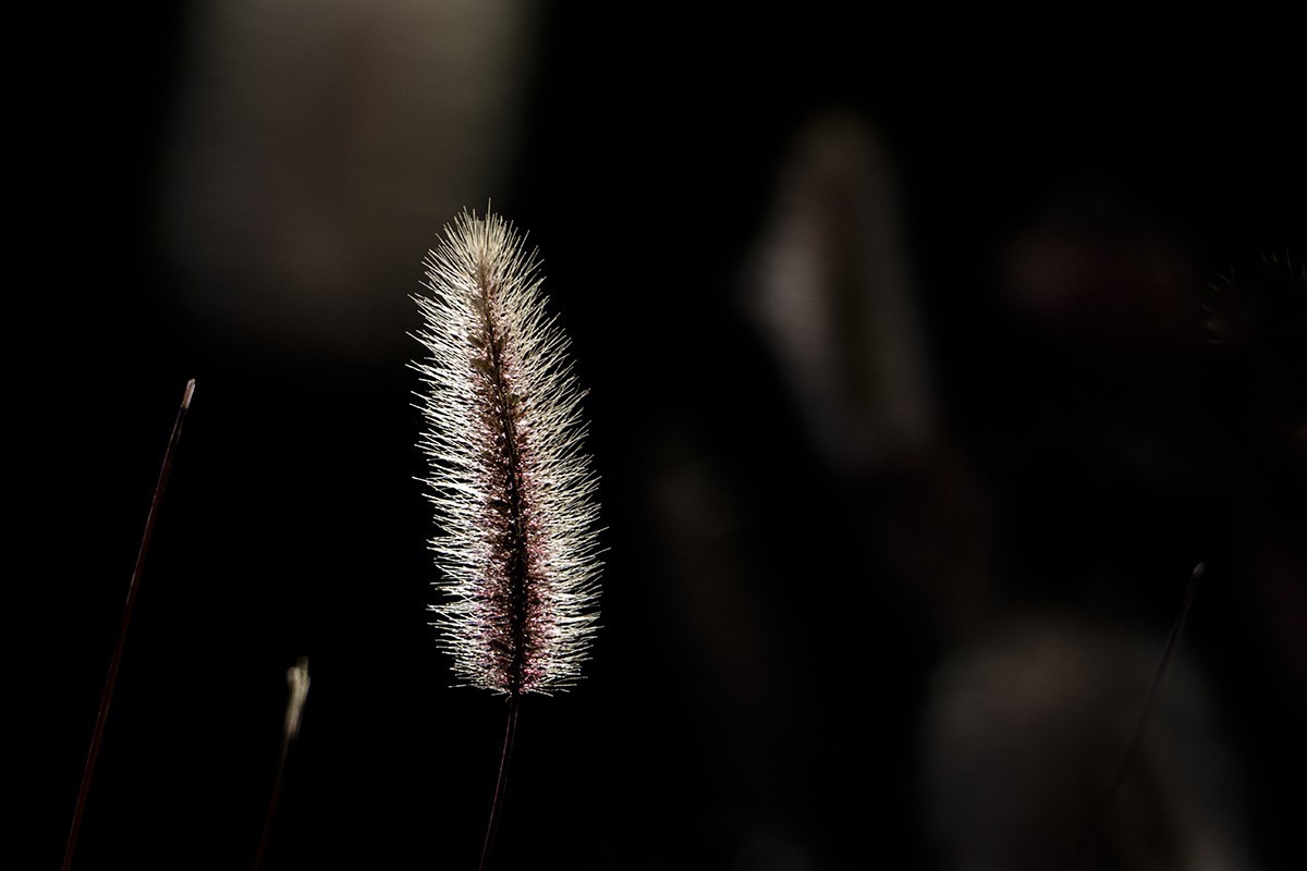 一片寒凉一片苍，清秋散去染秋霜。