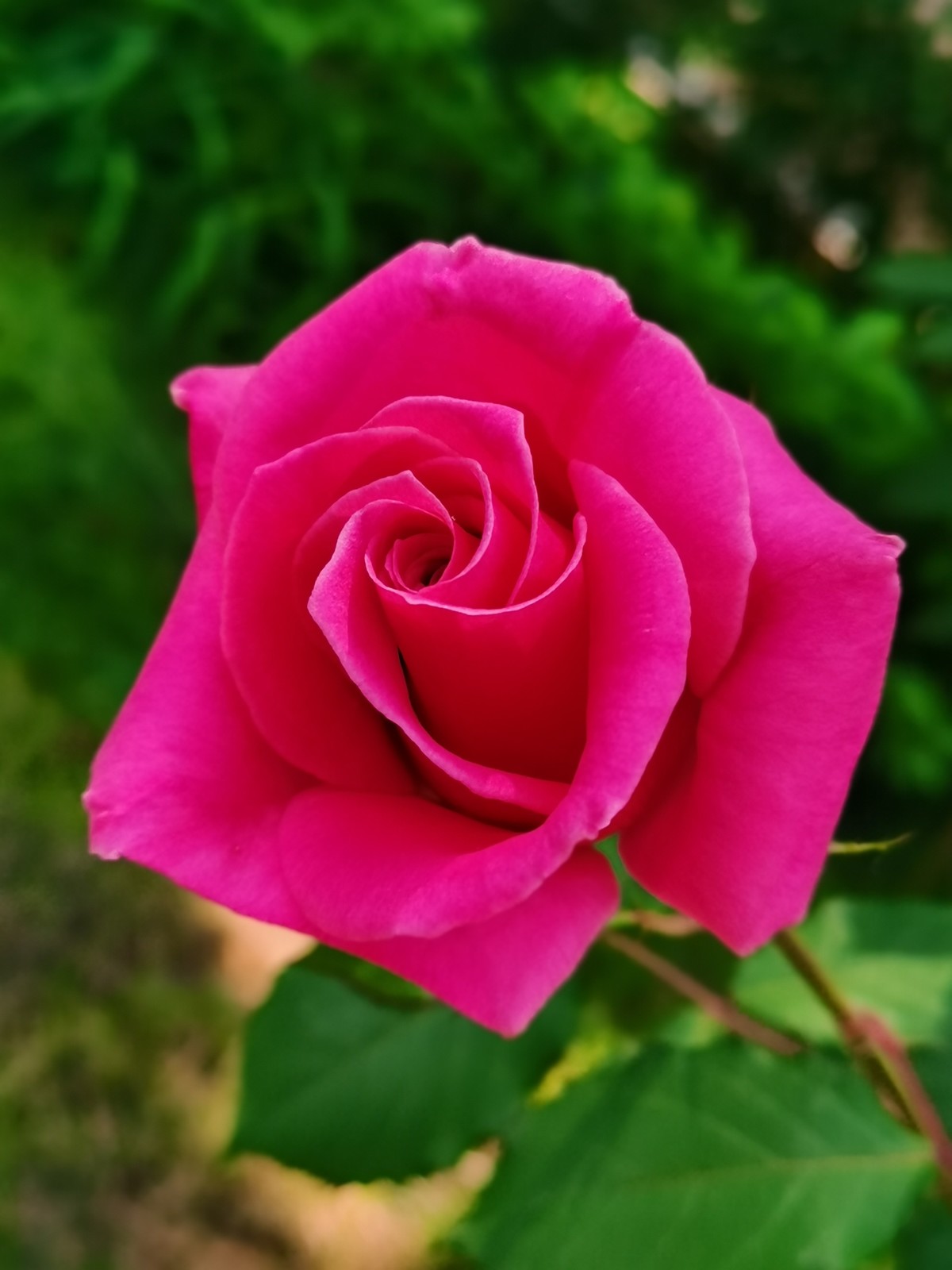 每一朵花的美都是上天所赋予的