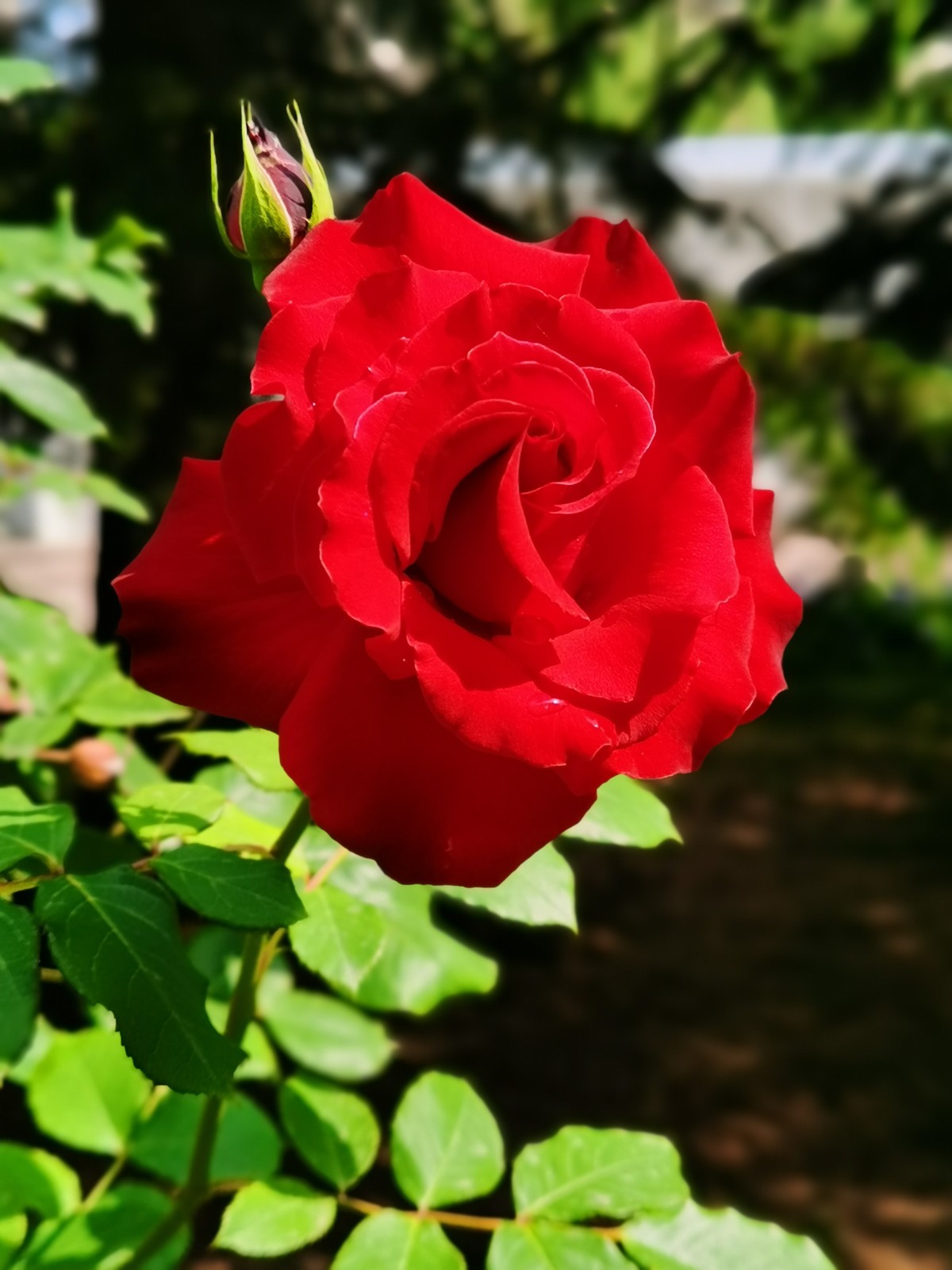 每一朵花的美都是上天所赋予的