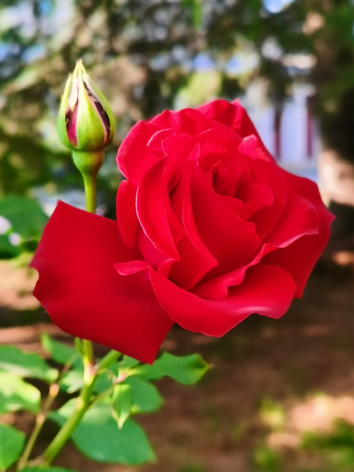 每一朵花的美都是上天所赋予的