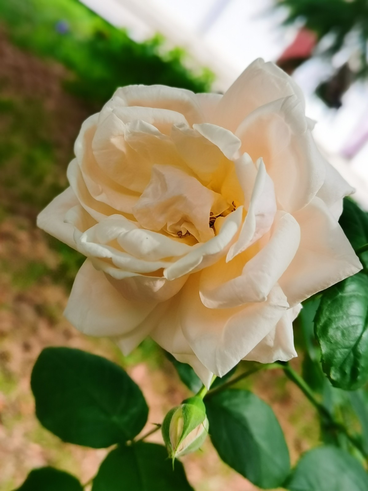 每一朵花的美都是上天所赋予的