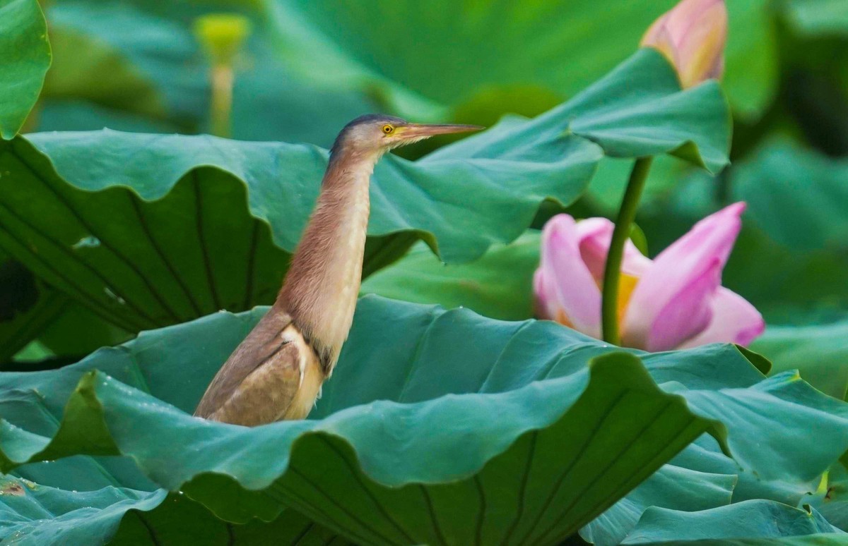 黄苇鳽