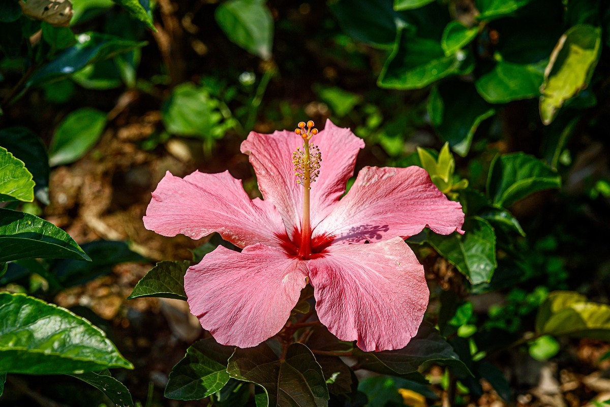 2022花城看花（32）：朱槿