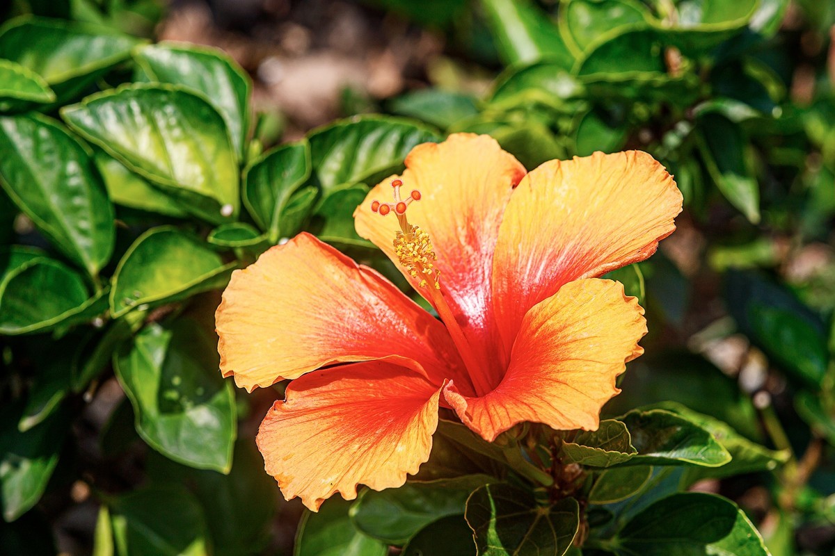 2022花城看花（32）：朱槿