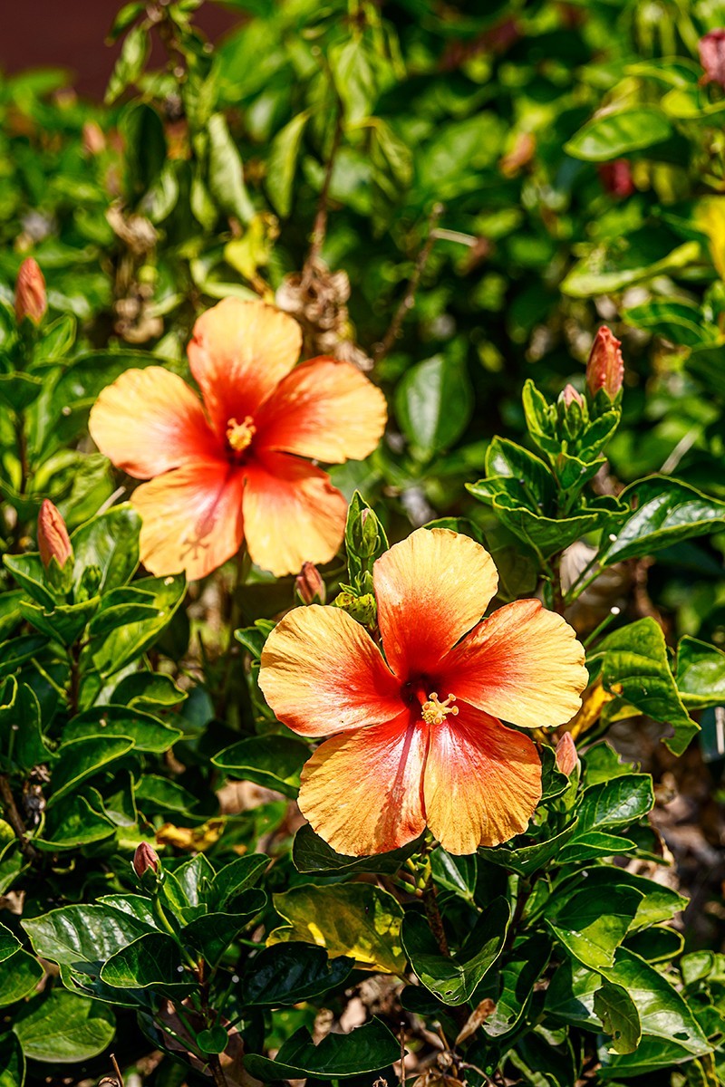 2022花城看花（32）：朱槿