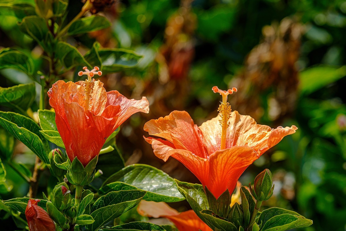 2022花城看花（32）：朱槿