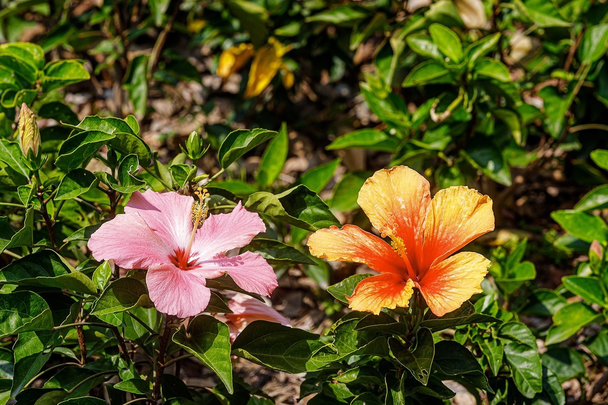 2022花城看花（32）：朱槿