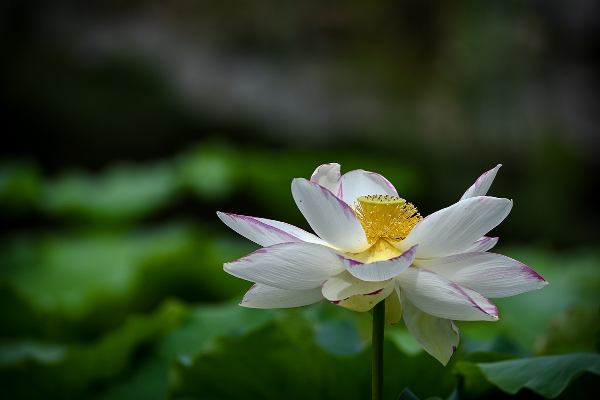 2022年第785贴-圆明园荷花-84（0920F）