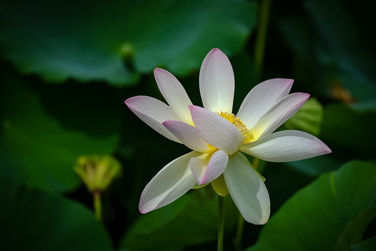 2022年第785贴-圆明园荷花-84（0920F）