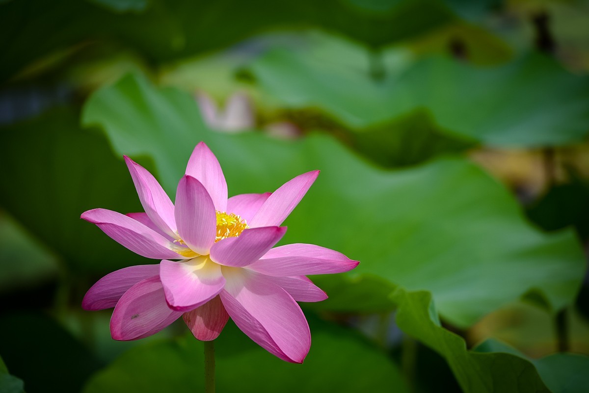 2022年第785贴-圆明园荷花-84（0920F）