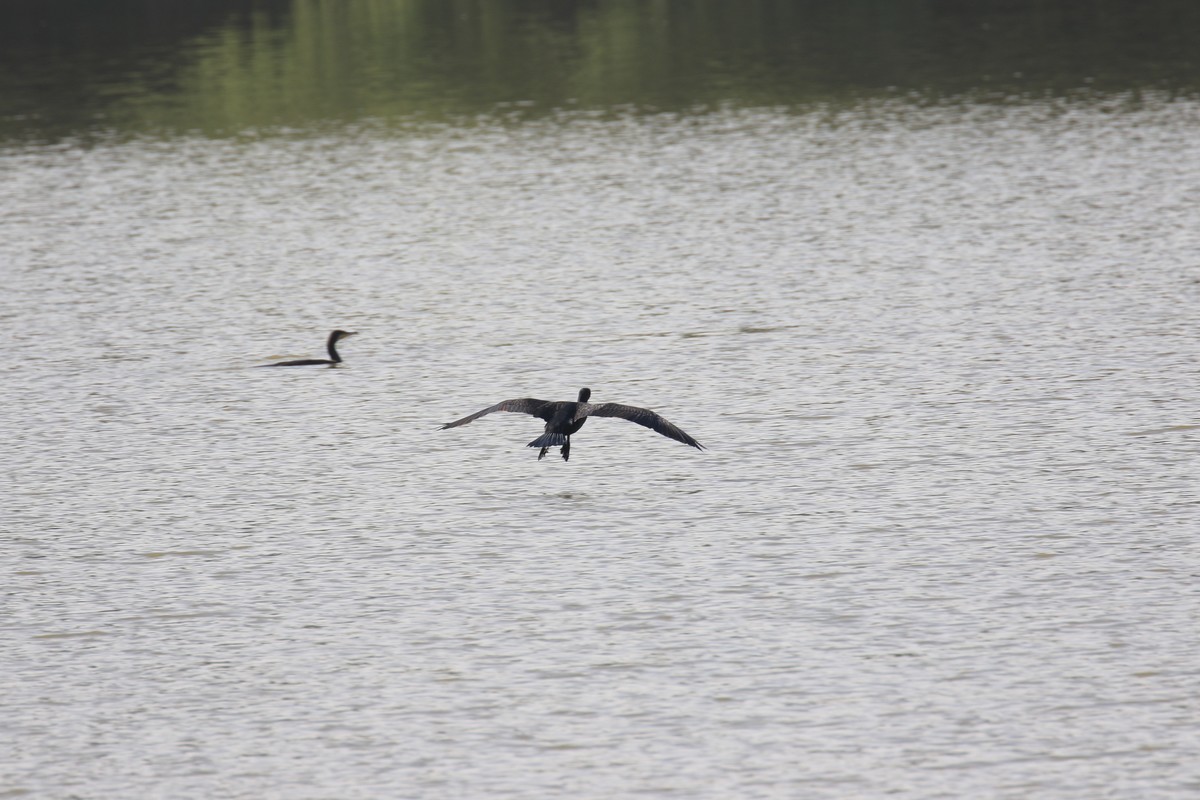 这个机子追焦不错的