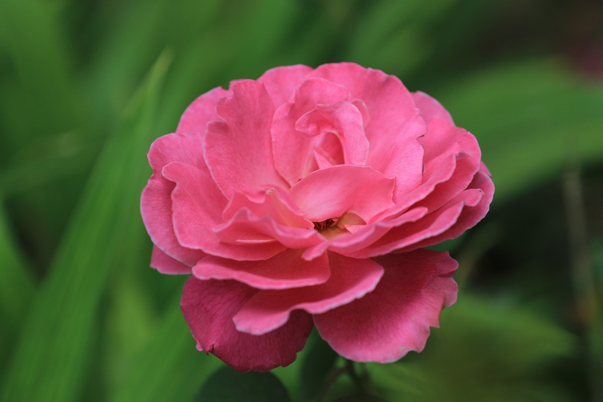 小区散散拍拍花步