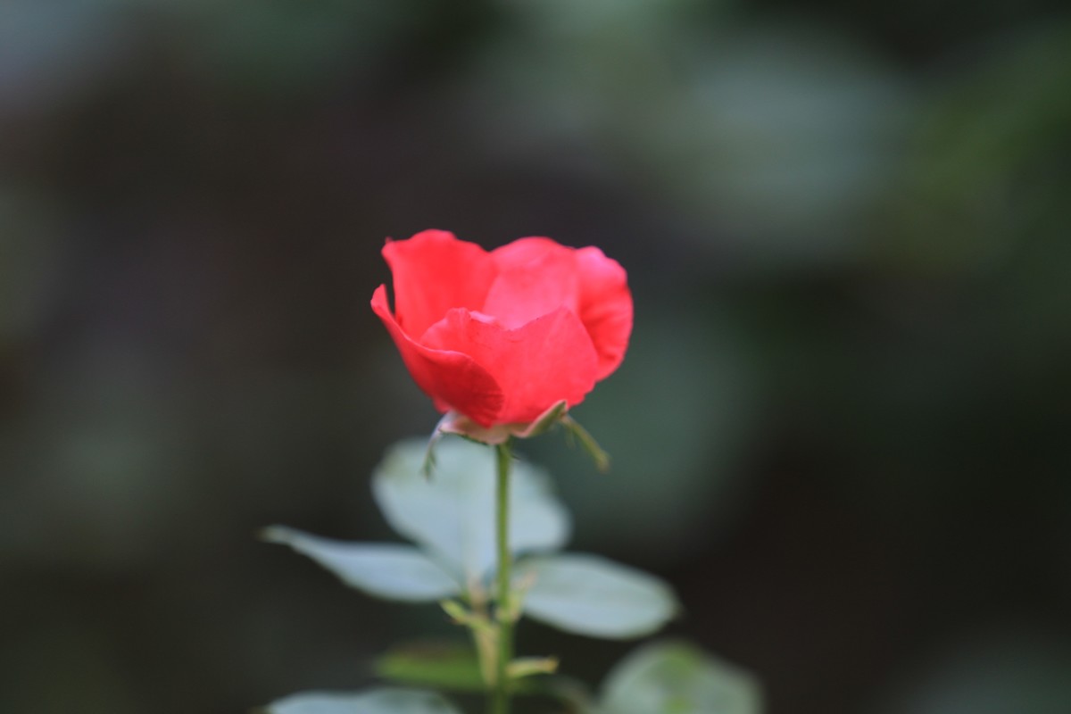 一朵花多朵花-中关村在线摄影论坛