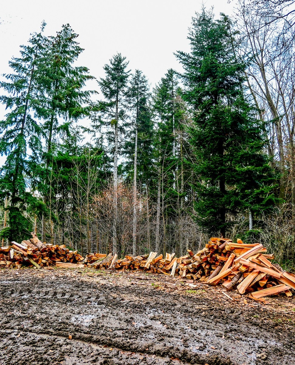 冬摄黑森林（南德）