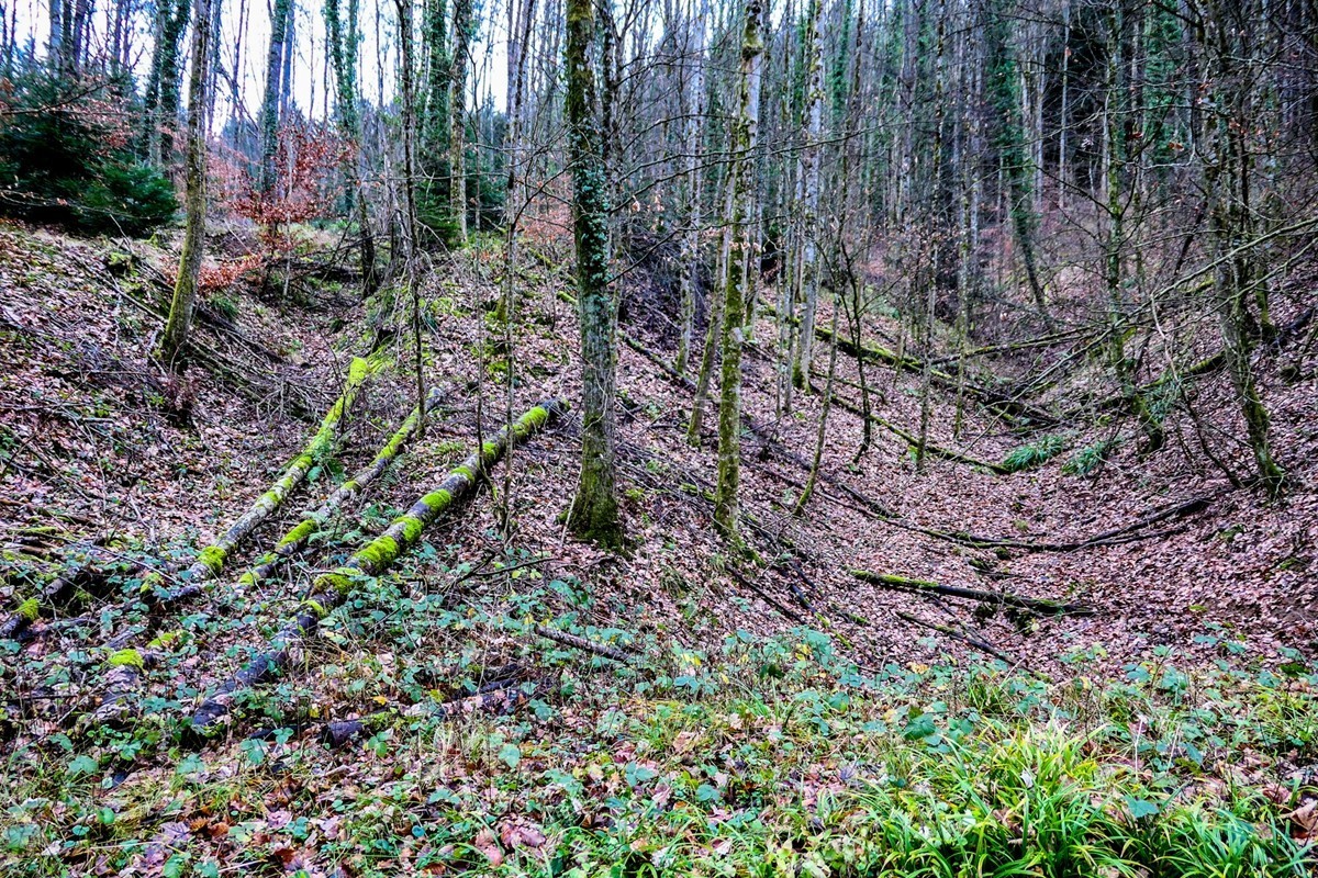 冬摄黑森林（南德）