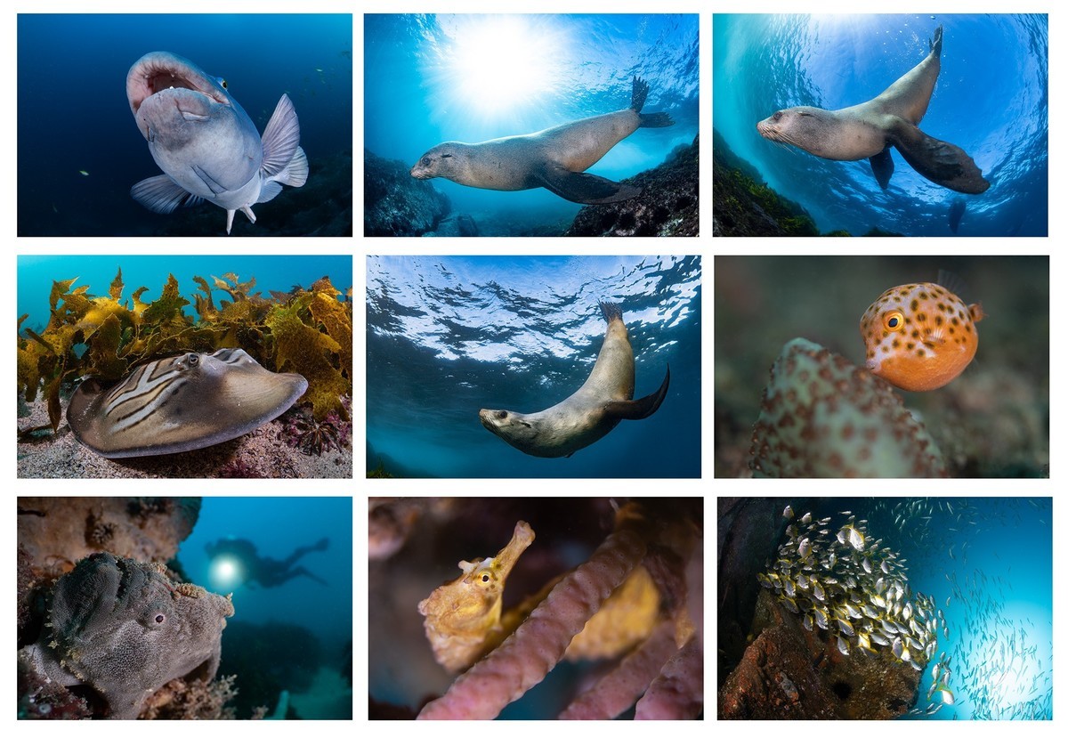 尼康Z9在澳大利亚的水下摄影使用的潜水壳和拍摄的照片（转帖）