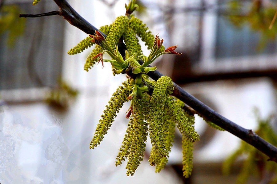 《不老松：纪实摄影》核头花！