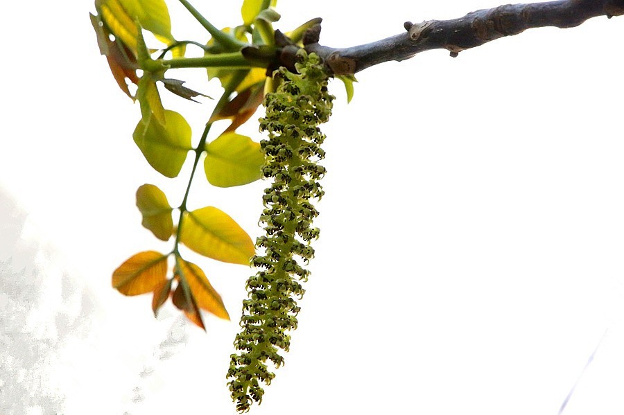 《不老松：纪实摄影》核头花！