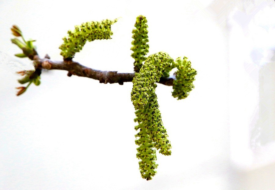 《不老松：纪实摄影》核头花！