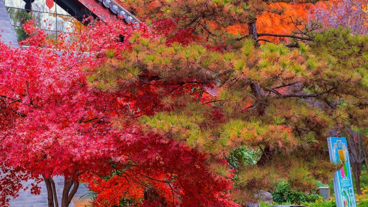 晋陕豫见闻——龙门秋色