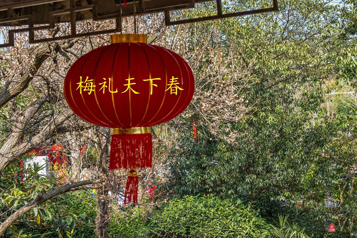 雨花景区拍红梅    爱梅摄梅（八）