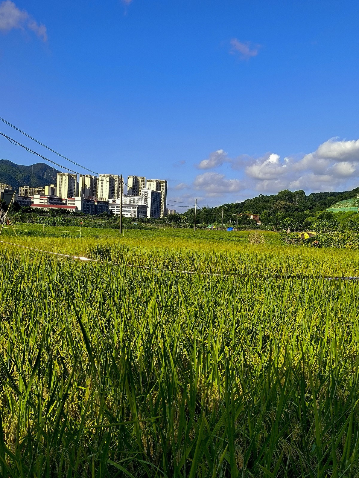 手机随拍红岭村