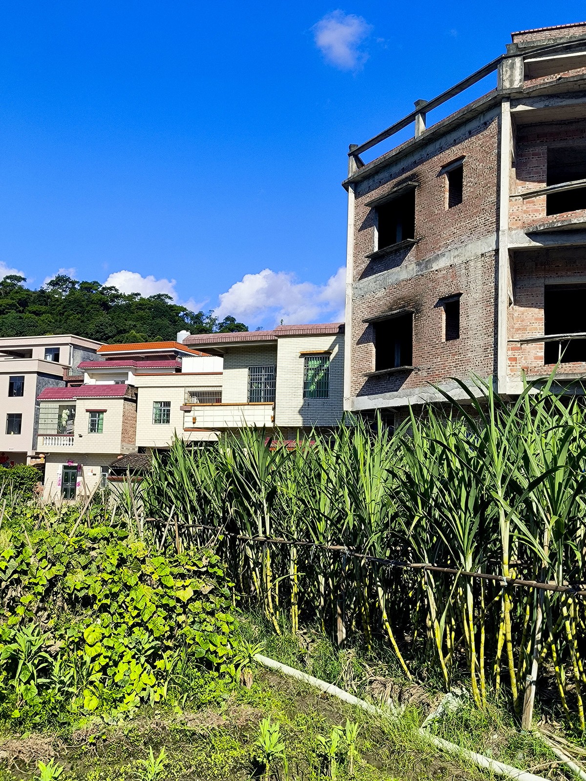 手机随拍红岭村